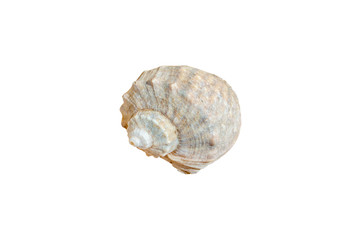 Seashell in close-up isolated on a white background