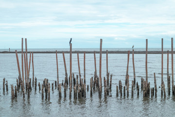 The beach mangrove forest in Thailand after the rain, the sky is not bright.