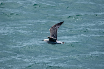 European Herring Gull - Seagull 