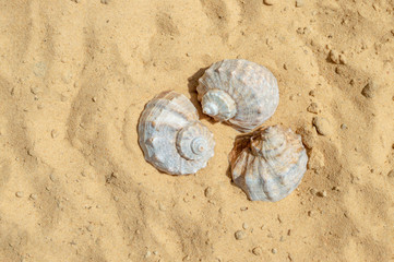 Fototapeta na wymiar Sea shells on the background of sand. Summer beach. Seashell collection. Top view.