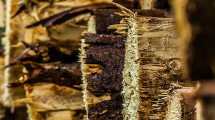 closeup of tree trunk