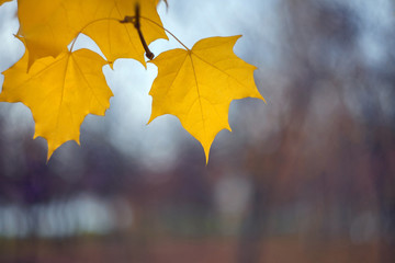 Yellow autumn leaves of a maple on a tree branch on a blurred background of tree trunks.