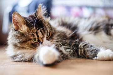 Young cute domestic cat at home, closeup