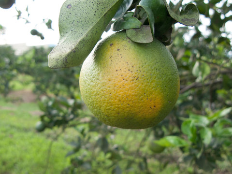 Orange citrus trees orchard heavily infected with huanglongbing HLB yellow dragon or citrus greening plague deadly disease caused by candidatus liberibacter bacteria