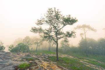Travel route In the forest of Thailand