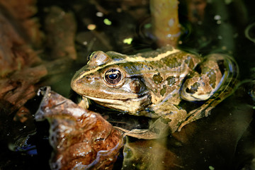 Frog