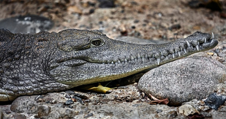 Obraz premium Australian crocodile on the stone. Latin name - Crocodylus johansoni