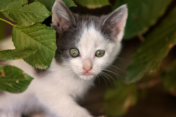 Lonely homeless cat with green eyes under green leaves. Dirty street cat walk in the streets. Main focus on the face. Close up.