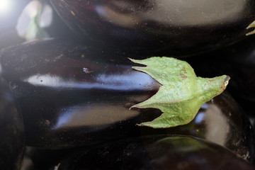 Eggplant. Fresh organic aubergine. Vegetables pattern.