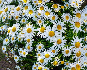 summer garden full of big daisies. fisheye camera