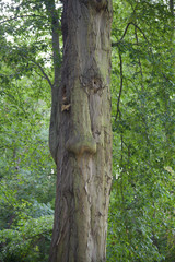 Tree trunk with face