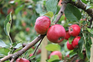 Ripe summer apples on the branches of low trees in the home garden