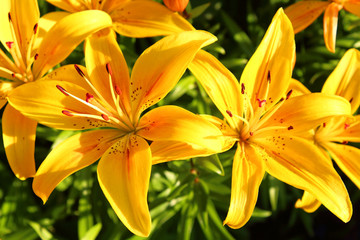 Beautiful bright yellow lily flowers. Close-up. Background. Texture.
