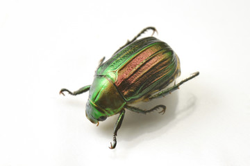 Fototapeta premium こがねむし