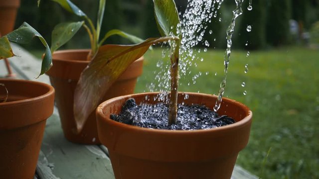 Watering a red Ensete ventricosum Maurelii  Plant