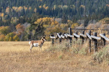 Nice Pronghorn Antelope Buck