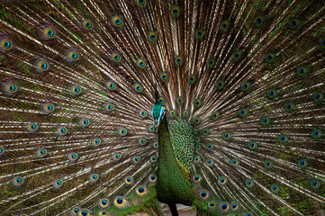 Obraz premium beautiful peacock