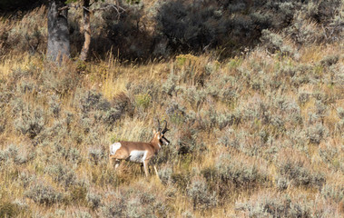 Nice Pronghorn Antelope Buck