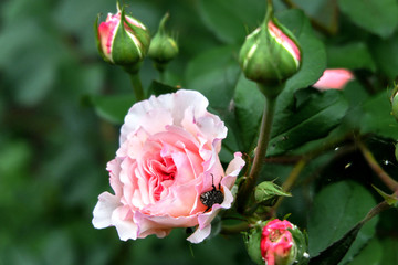 Pink rose