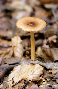 Tawny Grisette mushroom(Amanita fulva)in the forest