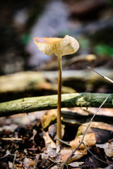 Tawny Grisette mushroom(Amanita fulva)in the forest