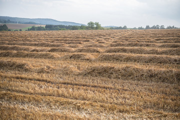 Stroh auf dem abgem&auml;hten Feld