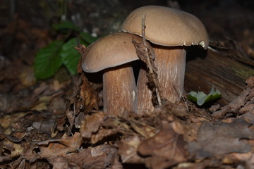 mushroom in the forest