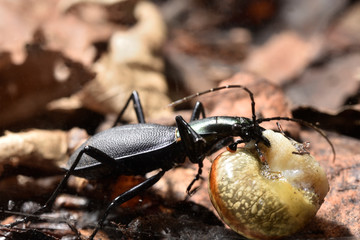カタツムリを食べるマイマイカブリ © 聡 足立