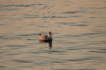 a young seagull swims in the sea closeup in summer