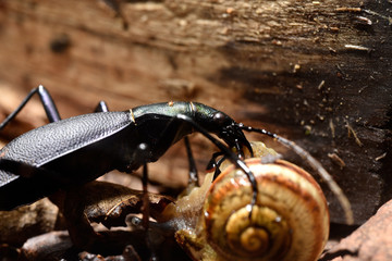 カタツムリを食べるマイマイカブリ