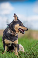 Portrait of a dog in the grass in the forest.