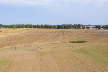 Fototapeta na wymiar a large group of cranes flying over a mown field in search of food