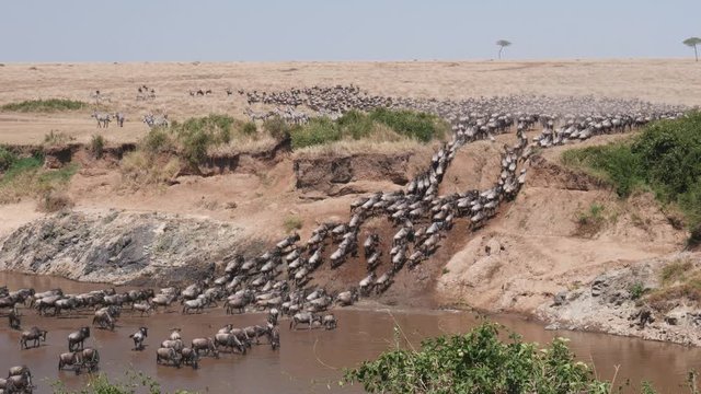 ultra wide angle shot of wildebeest herd crossing the mara river at masai mara national reserve in kenya