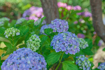 Fototapeta premium 紫陽花