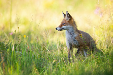 Young red fox, vulpes vulpes, looking aside in summer on green meadow with copy space. Wild animal...