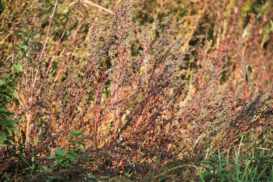 Herbst