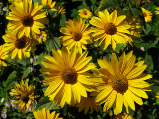 many bright yellow flowers