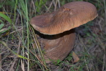 mushroom in forest