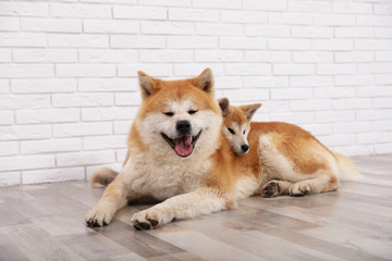 Adorable Akita Inu dog and puppy on floor indoors