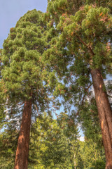 Mammutbaum - Sequoiadendron giganteum