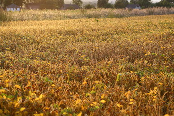 Ripe golden brown soybean on soybean plantation, at sunset, closeup. Soybean plant. Soy pods. Soybean field in golden glow