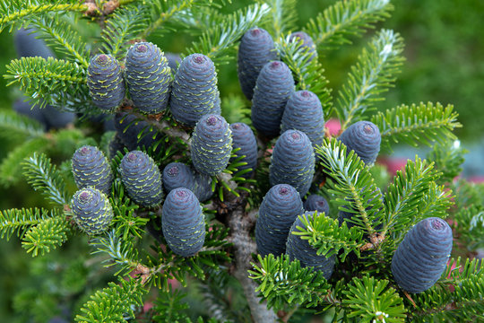 Beautiful blue cones at the korean pich
