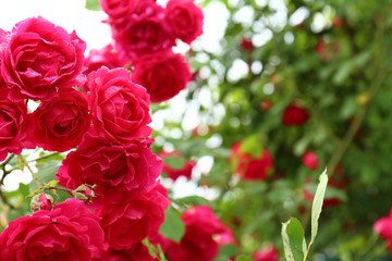 Beautiful blooming roses in green garden, closeup view. Space for text