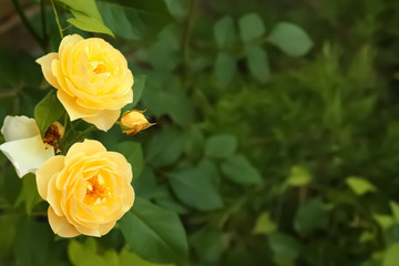 Fototapeta premium Beautiful blooming yellow roses in green garden on summer day. Space for text