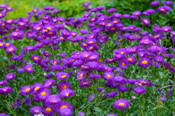Fototapeta premium beautiful flowers in nature in the botanical garden