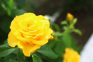 Beautiful blooming yellow rose in garden on summer day, closeup. Space for text