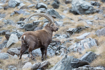Portrait of Ibex mountain (Capra ibex)