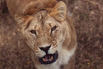 Portrait of a Beautiful lion