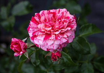 beautiful flowers in nature in the botanical garden