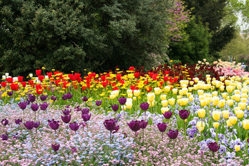 beautiful and colorful variety of flowers in a green garden with tulips
